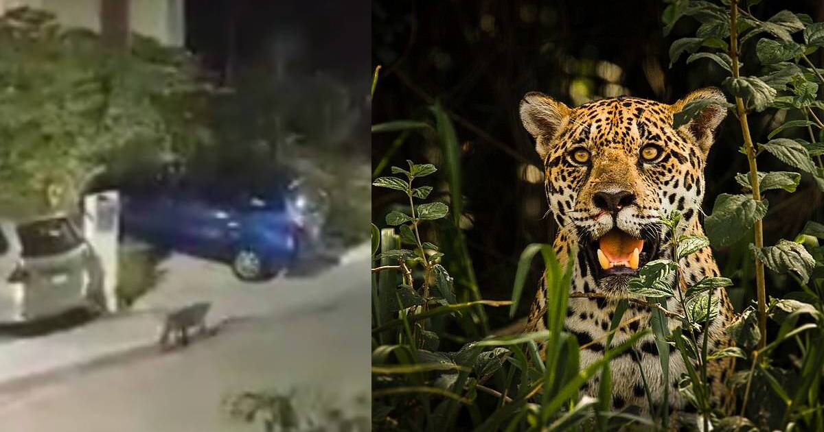 jaguar en Puerto Morelos